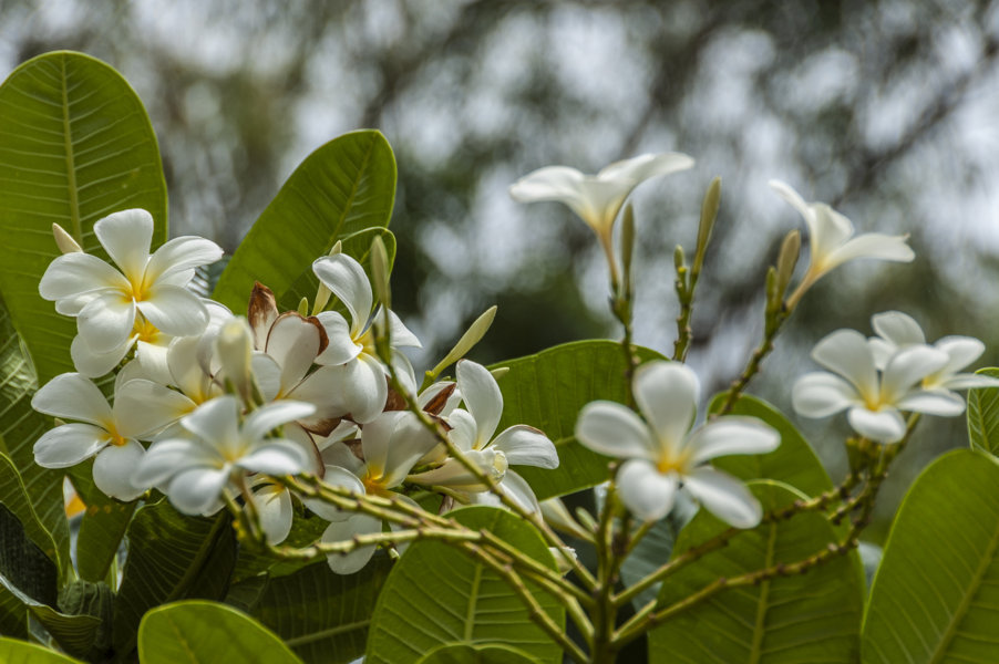 Flores blancas - Ranakpur - India